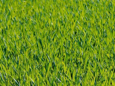 Artifical grass installers near me Coalville