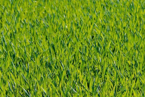 Borrowash  Artificial Grass Installation